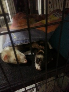 Sleeping ferrets