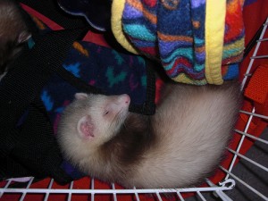 sleepy ferrets