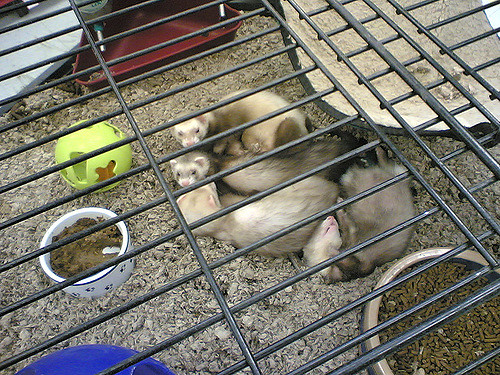 Cleaning Your Ferret’s Cage